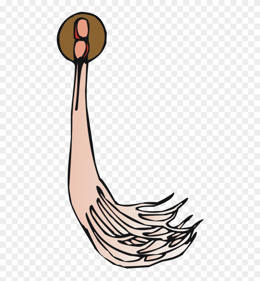 Nervous System Clipart