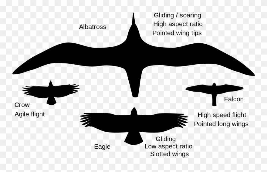Image Library Download File Talk Flightsilhouettes - High Aspect Ratio Bird Clipart
