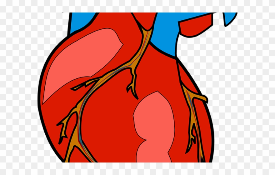 Anatomy Clipart Jantung - Real Heart Clipart - Png Download