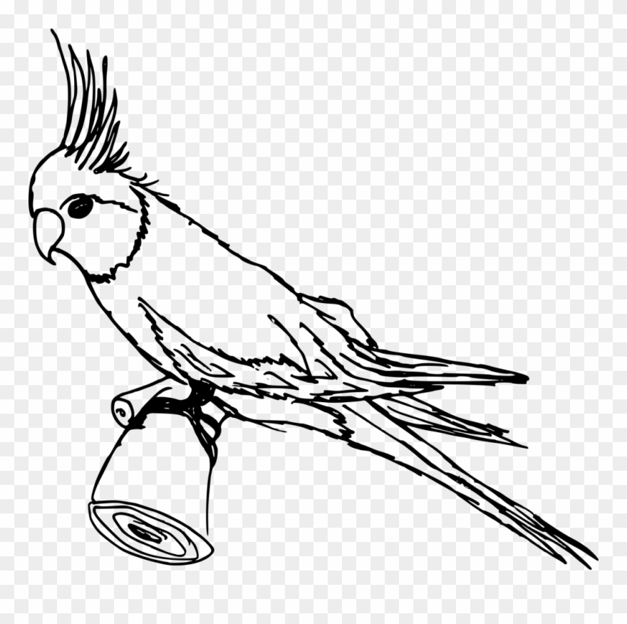 Graphic Library Download Cockatoo Drawing Kakatua - Kakatua Drawing Clipart