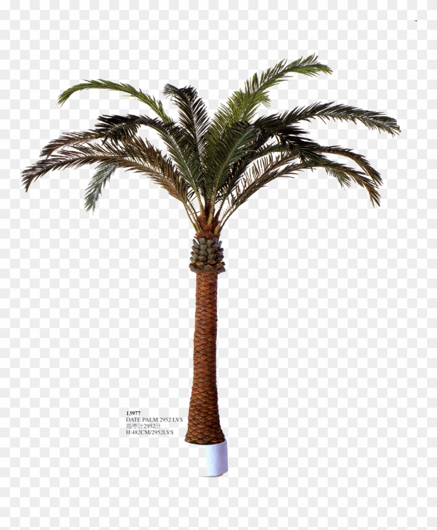Posted By Todd A At - Palm Trees Clipart