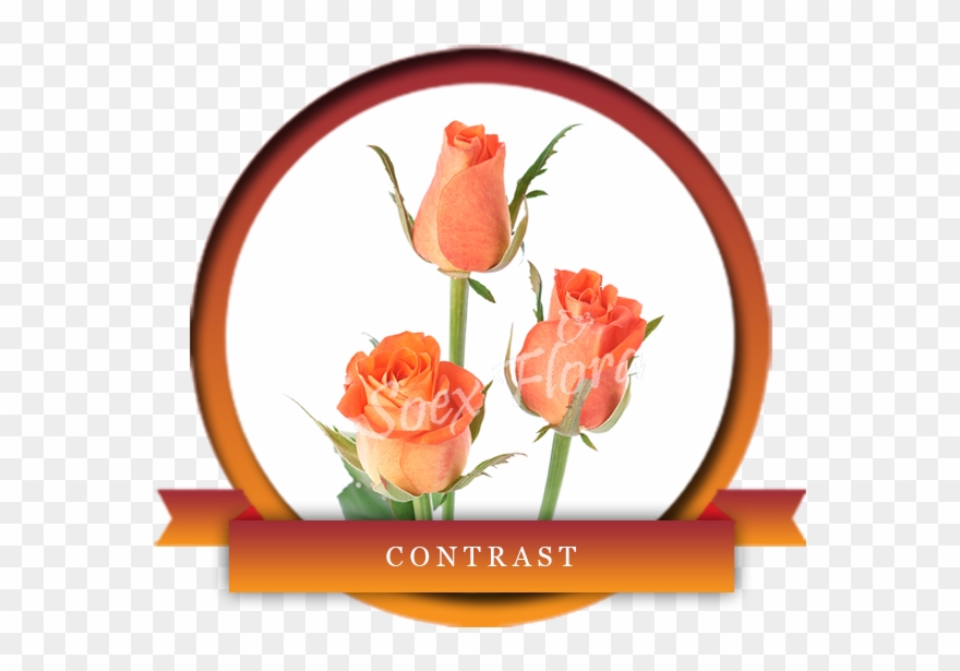 Contrast Is An Elegant Blend Of Orange Colored Bottom - Europe Clipart