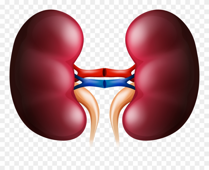 Kidney Huge Freebie Download For Powerpoint - Kidney Clipart - Png Download