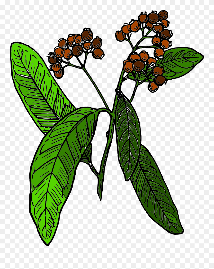Free Star Anise Free Allspice - Botany Clipart - Png Download