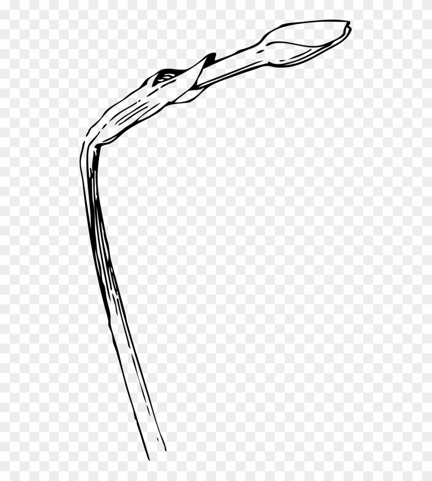 How To Set Use Narcissus Bud Svg Vector Clipart