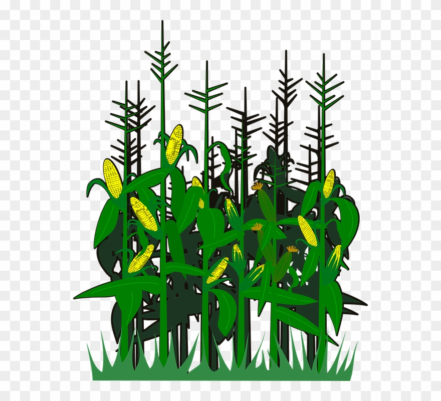 Pohon Jagung Vector Png Clipart