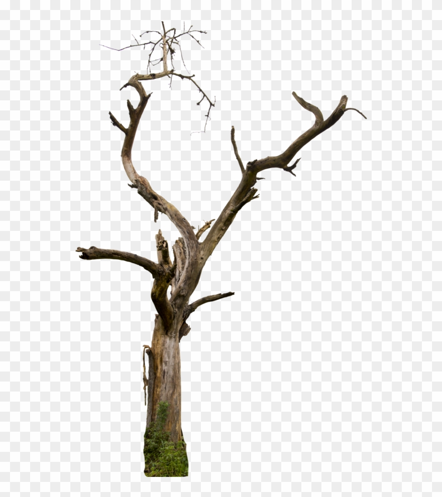 Dead Tree Clipart Desert Free Collection - Tree Branch Transparent Background - Png Download