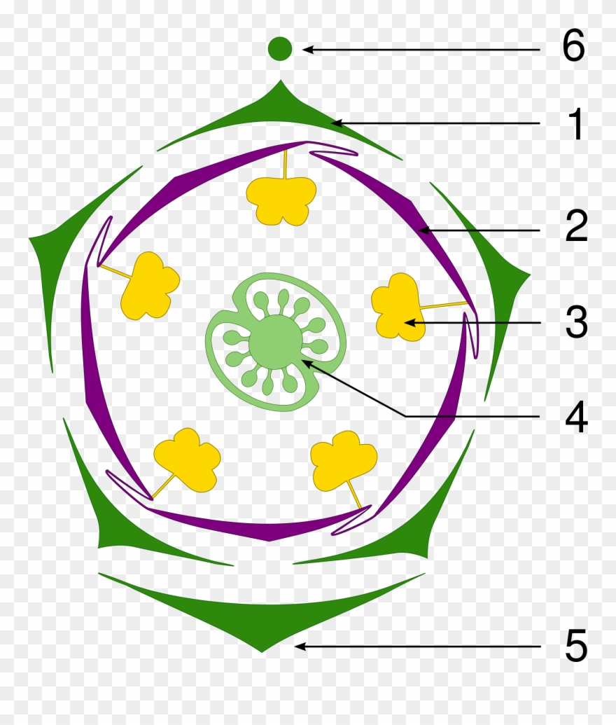 File Petunia Floral Diagram Tag Svg Wikimedia Commons - Floral Diagram Of Petunia Clipart