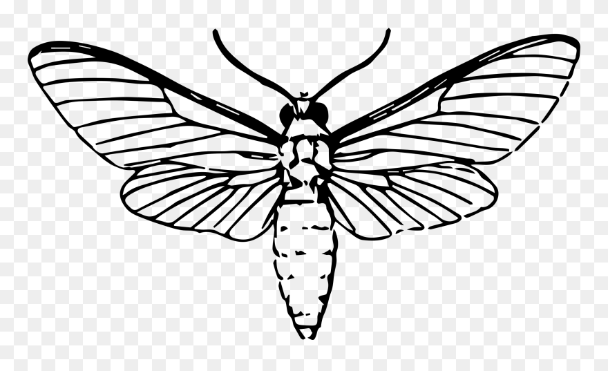 All Photo Png Clipart - Moth Drawing Transparent Png