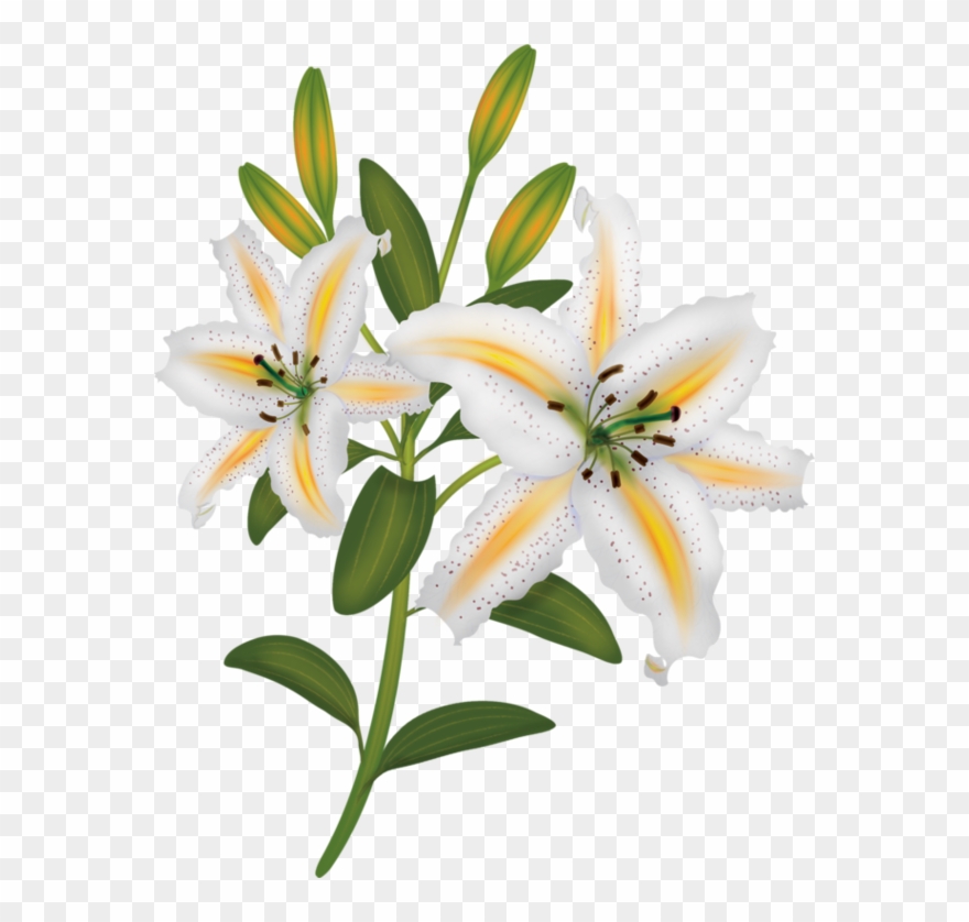 Eggplant Clipart Printable - Lilies Painting Transparent - Png Download