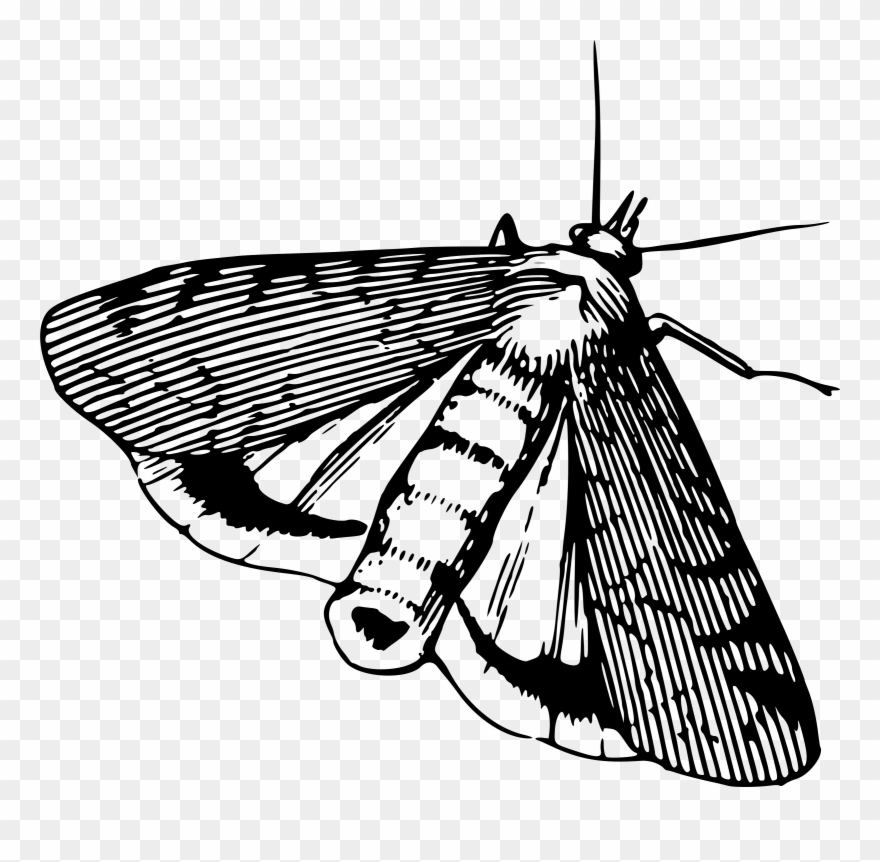 Big Image - Moth Black And White Clip Art - Png Download
