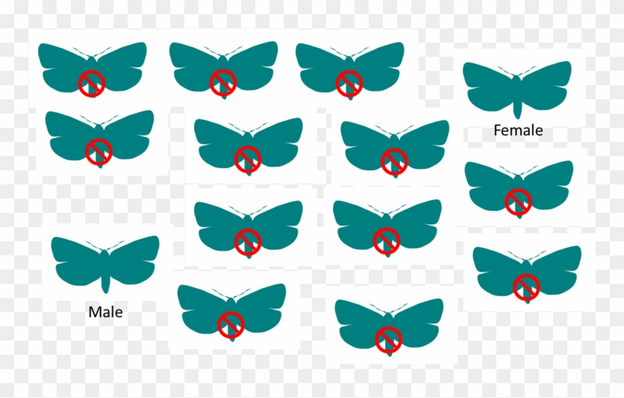 Sit Example - Sterile Insect Technique Clipart