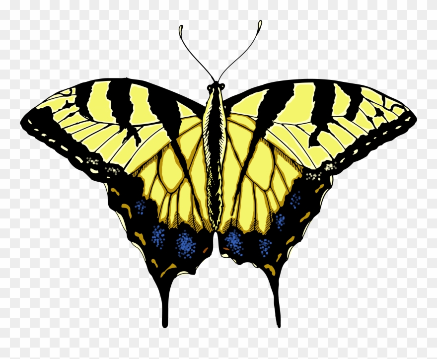 Butterfly Illustrations - Clipart Library - Eastern Swallowtail Butterfly Drawing - Png Download