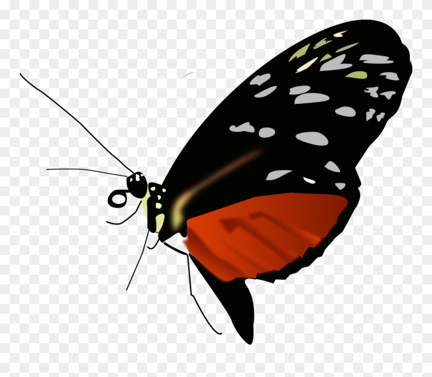 Free Dark Orange-black Butterfly - Red Black And Orange Butterfly Clipart