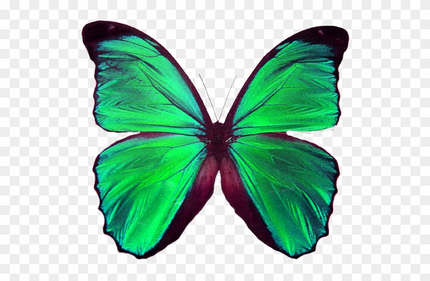 Pin By Jolanta Niewiadomska On Motyle - Green Butterfly Meaning Clipart