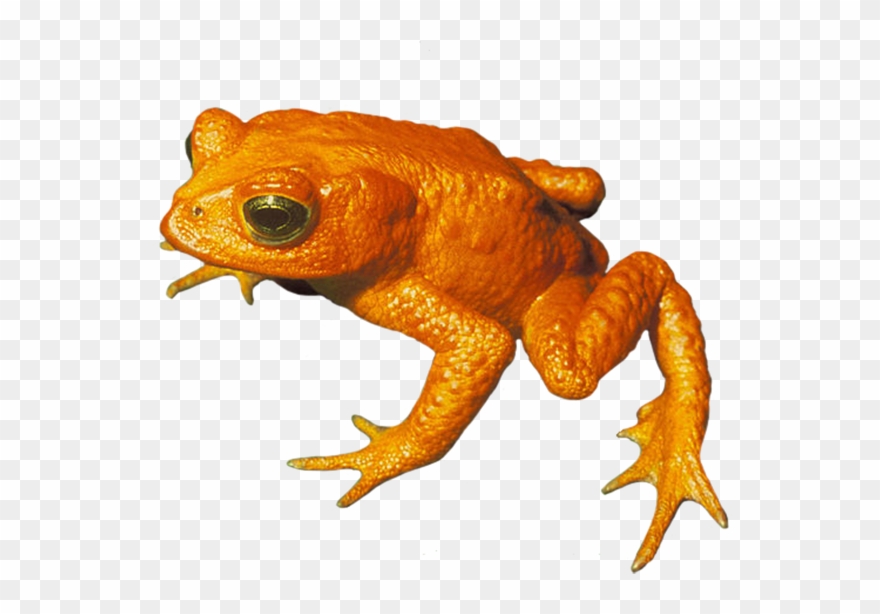 Golden Toad Png, Toad Clip Art Png - Golden Toad No Background Transparent Png