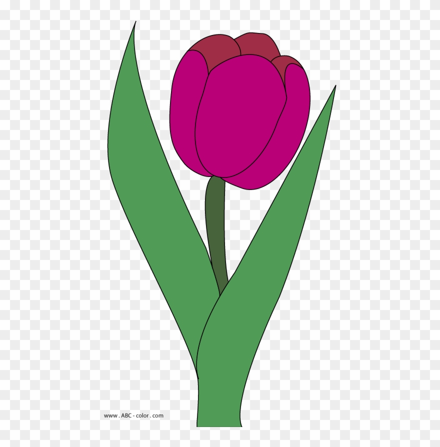 Тюльпан Рисунок Clipart