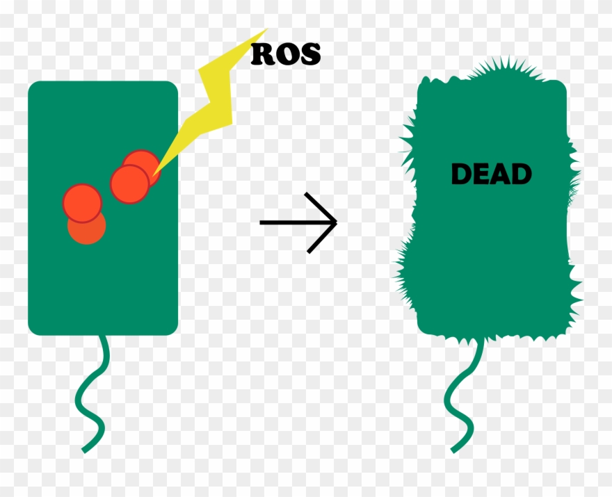 Another Is For The Target Gene To Kill The Bacteria, - Beacon Edi Clipart