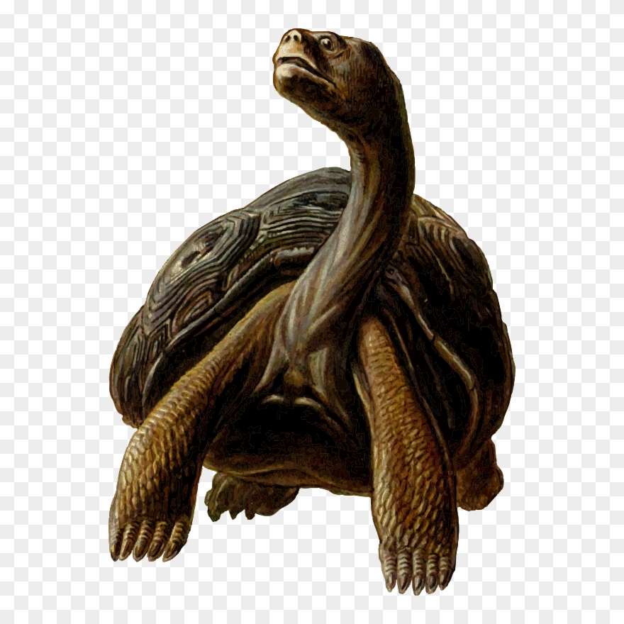 Free Prehistoric Turtle 4 Free Scaphopod Free Shell - Prehistoric Turtle Shower Curtain Clipart