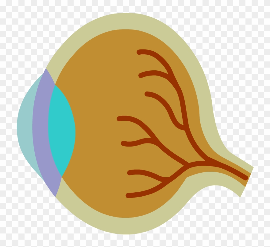 Eyes - Illustration Clipart