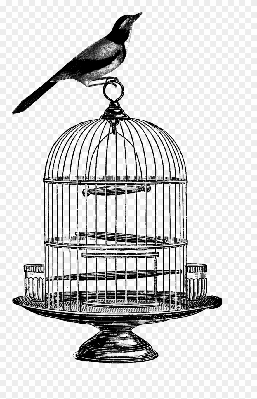 Vector Transparent Birdcage Clip Art - Ink Drawing Bird Cage - Png Download