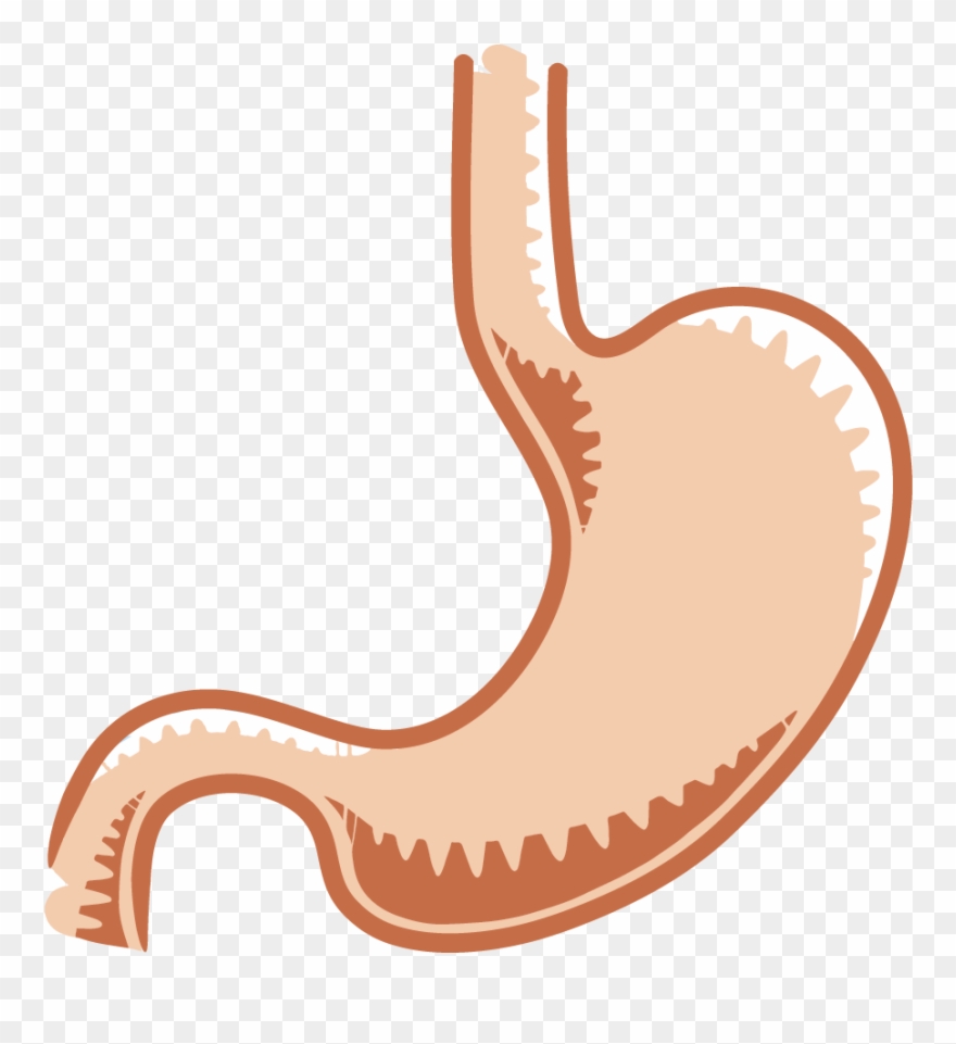 The Gastrointestinal System Salmonella - Real Stomach Drawing Clipart