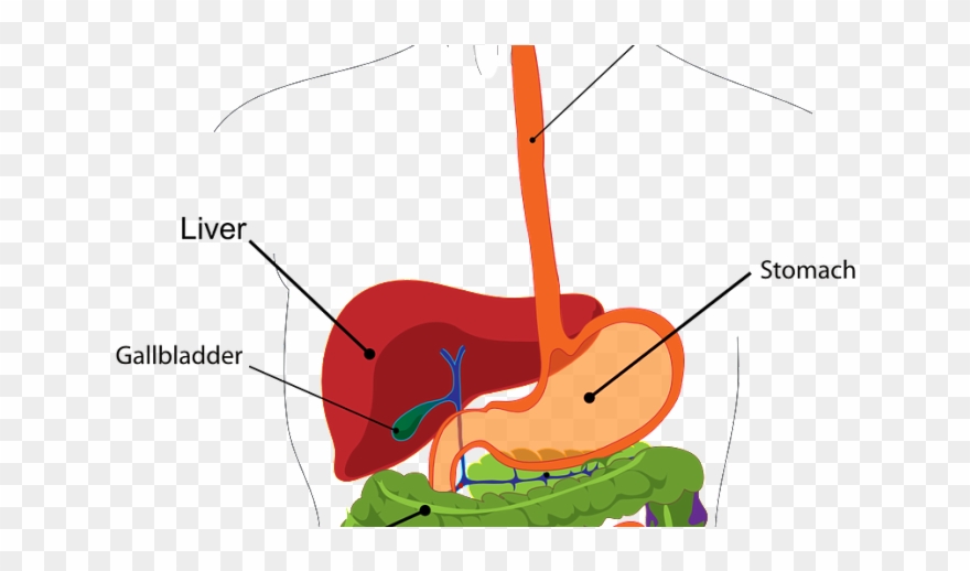 Naturally Getting Rid Of Acid Reflux Seraphic - Human Digestive System Eating Meat Clipart