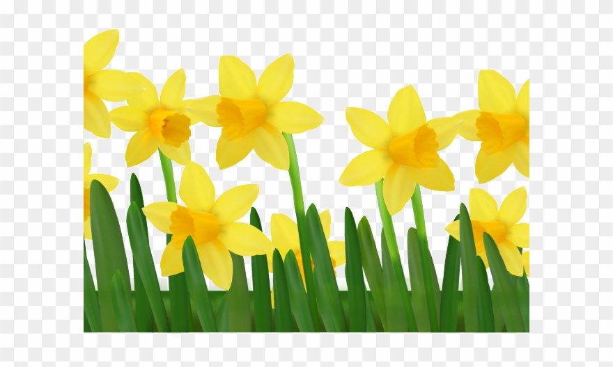 Yellow Flower Clipart March Flower - Clip Art Daffodils - Png Download
