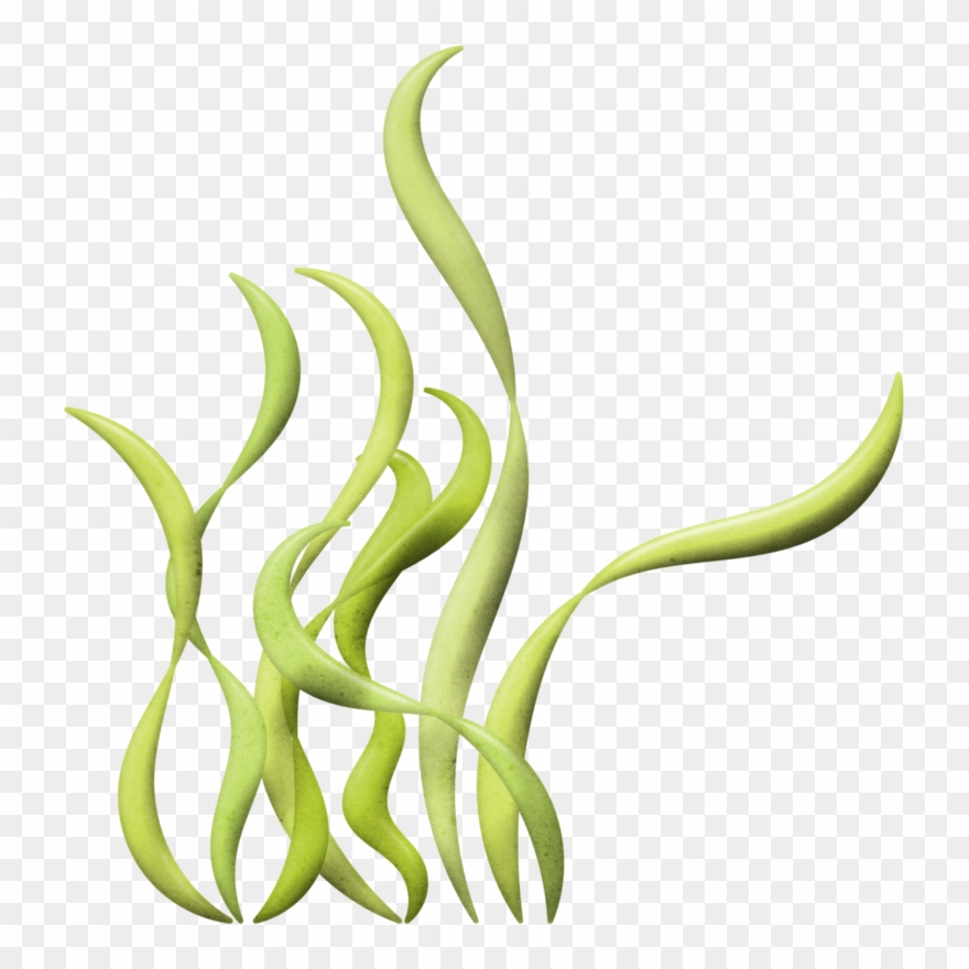 Яндекс - Фотки - Sea Creatures Png Clipart