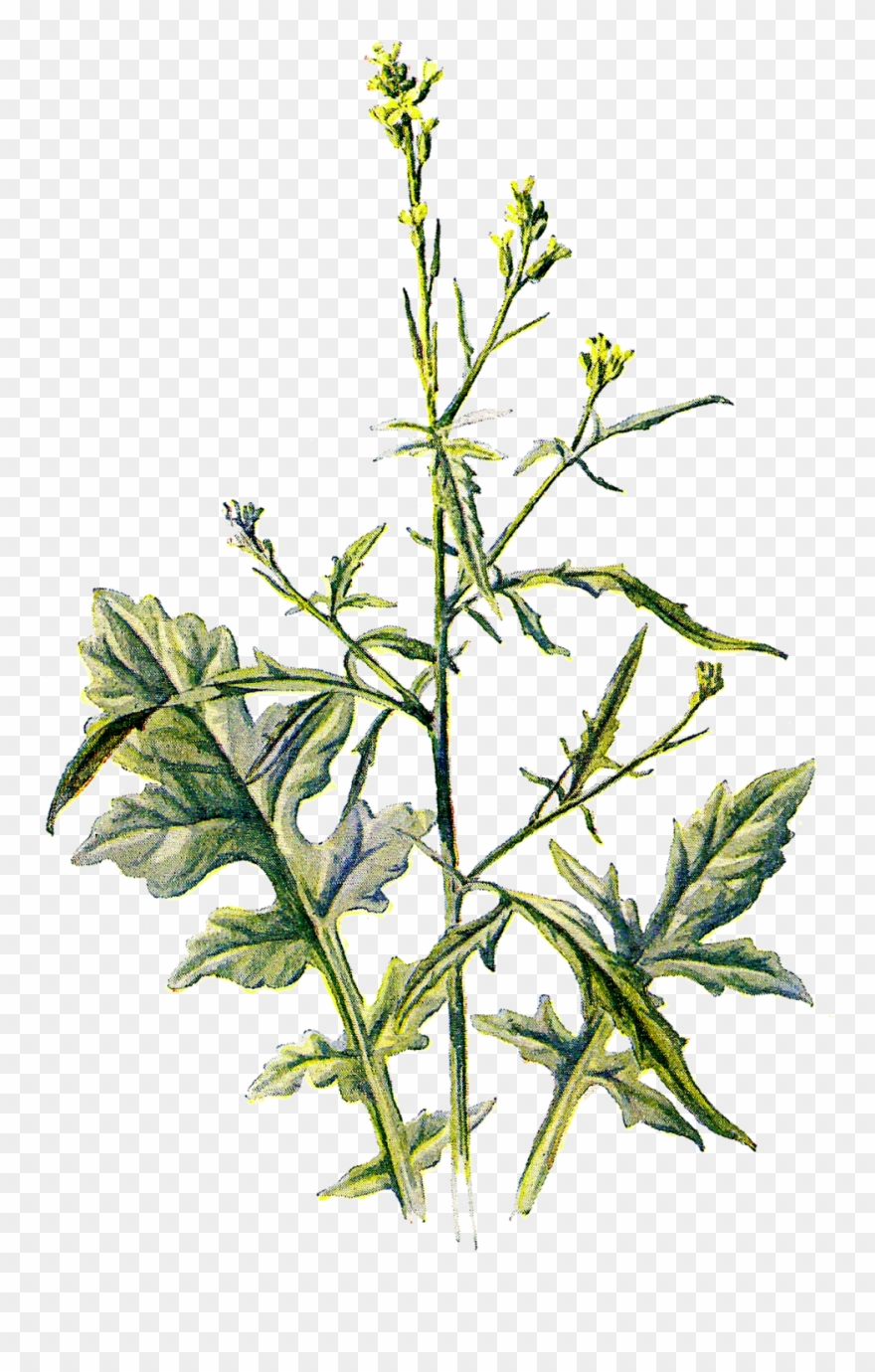 Wildflower Clipart Tiny Flower - Antique Print Of Hedge Mustard Wild Flower Fine Art - Png Download