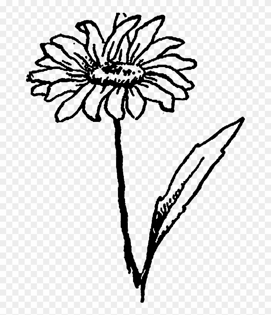 And, The Second Wildflower Image Of A Daisy Flower - Drawing Clipart