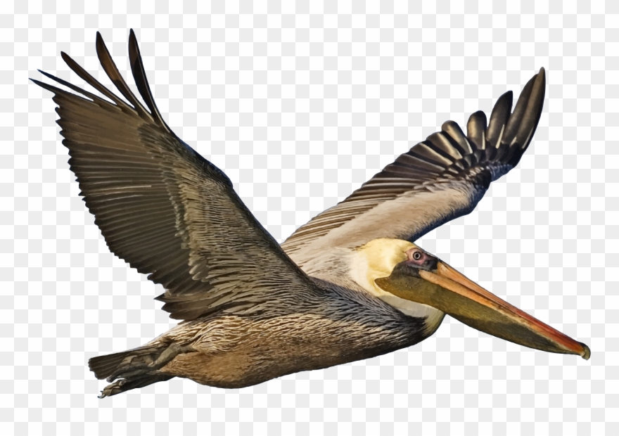 Brown Pelican Clipart - Brown Pelican Clip Art - Png Download