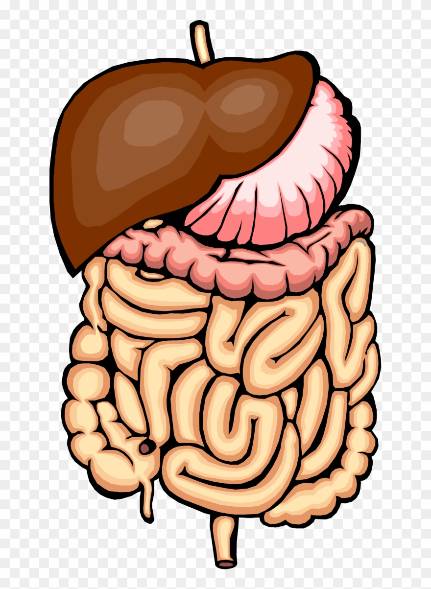 Digestive System Clip Art - Digestion A Chemical Change - Png Download