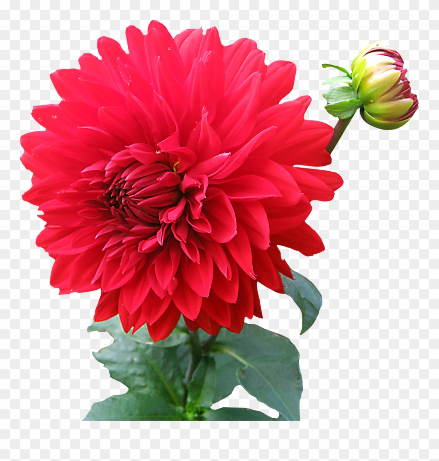 Dahlia - Dahlia Png Clipart