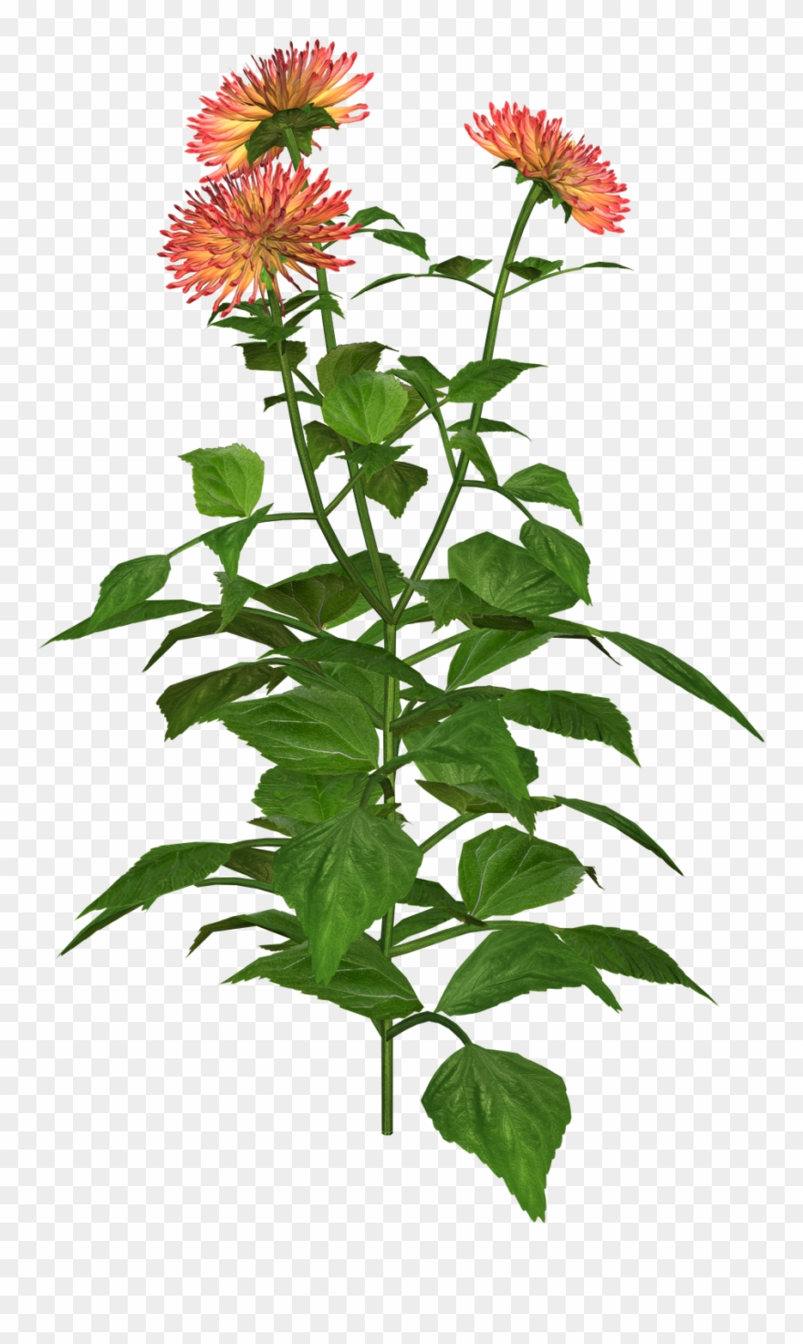 Dahlia Png Graphics - Portable Network Graphics Clipart