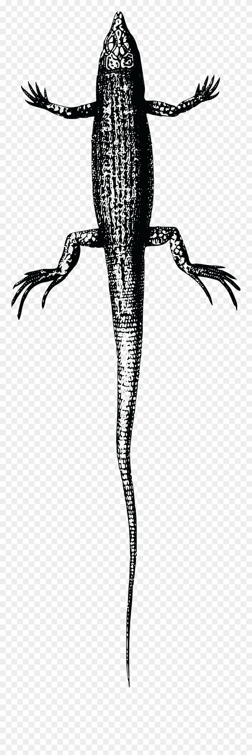 Free Clipart Of A Lizard - Lizard - Png Download