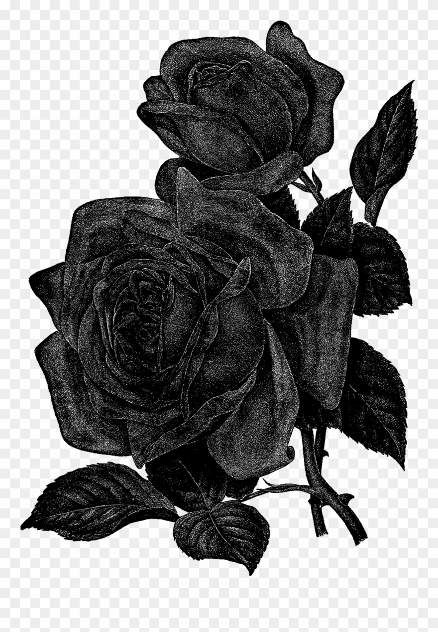 This Is A Beautiful Digital Image Transfer Of Two Big - Digital Image Transfer Clipart