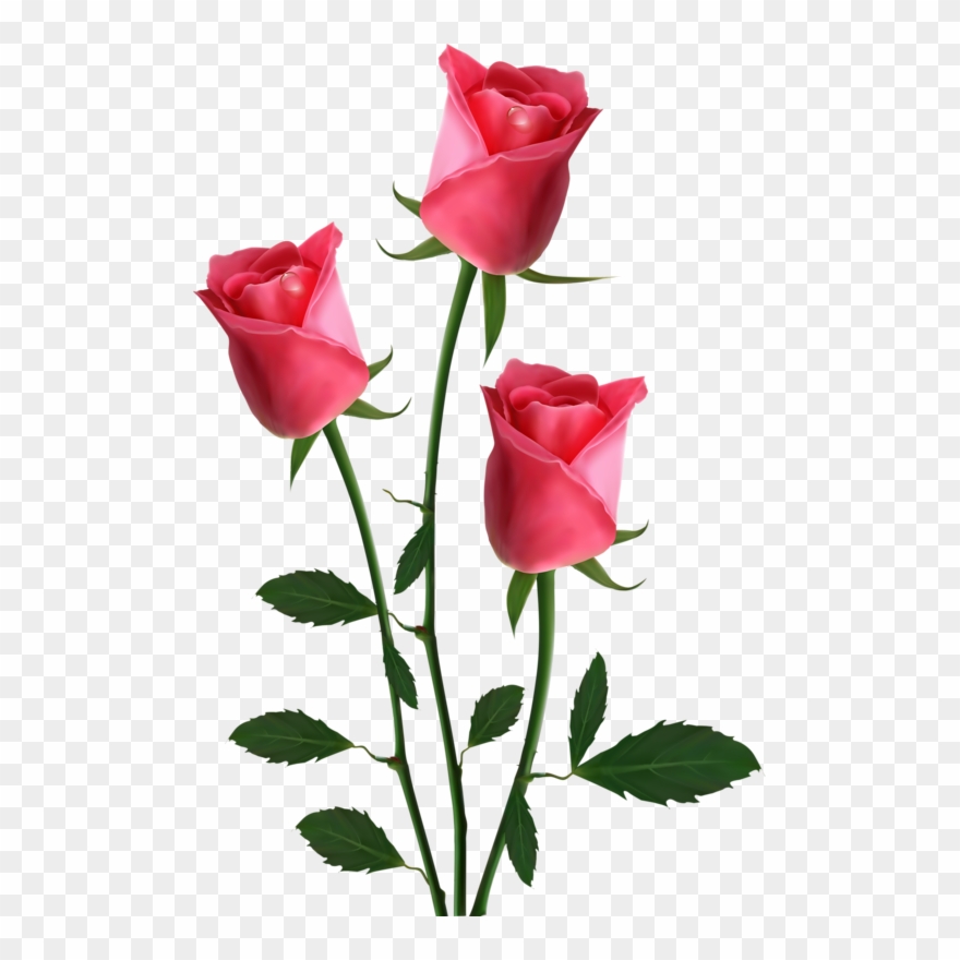 Яндекс - Фотки - Transparent Background Pink Roses Clipart - Png Download
