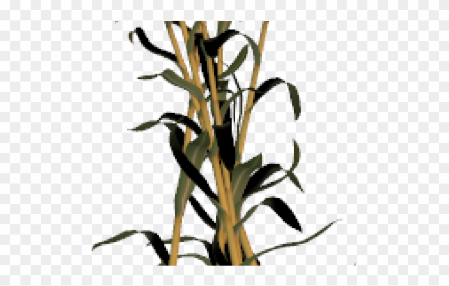 Corn Stalk Clipart - Clip Art - Png Download
