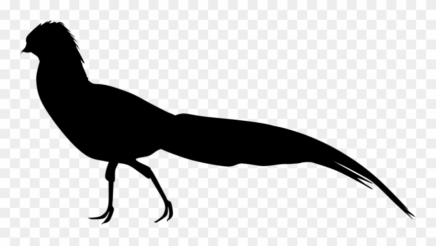 Jpg Black And White Library Golden Pheasant Clipart - Pheasant