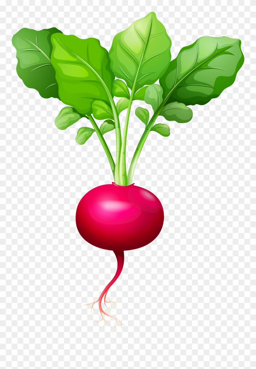 Radish Clipart Png Transparent Png