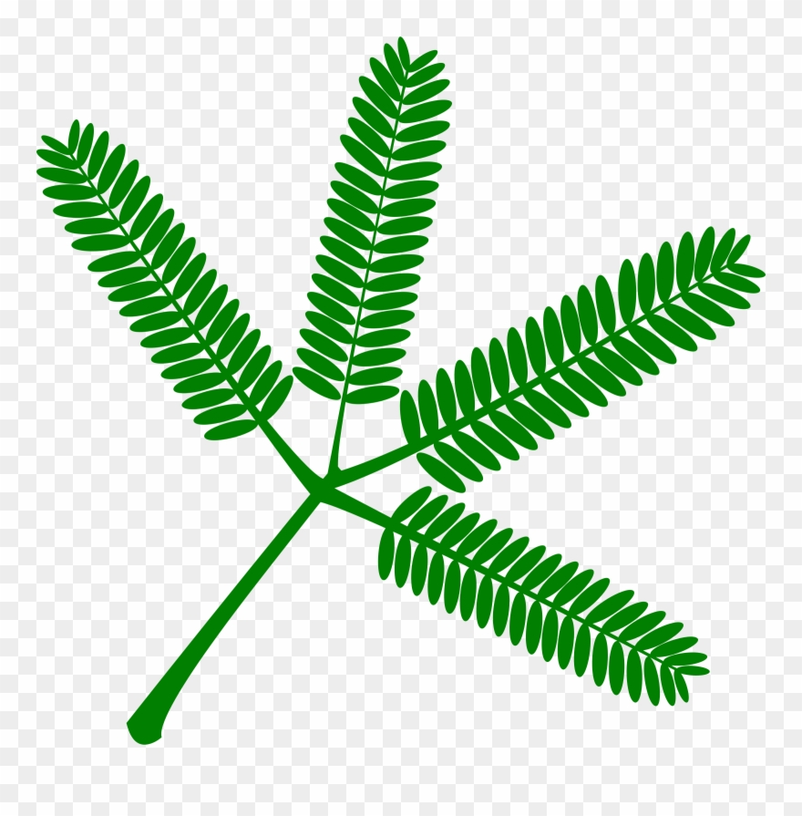 Big Image - Touch Me Not Plant Clipart - Png Download