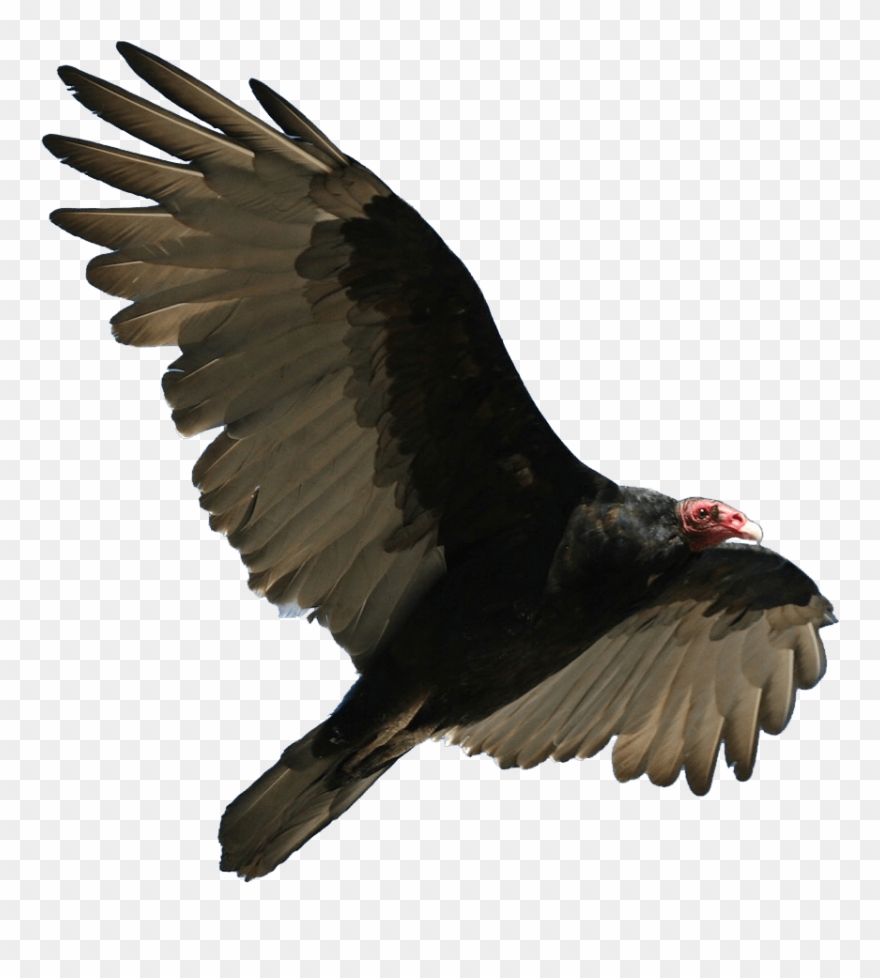 Turkey Vulture In French Clipart