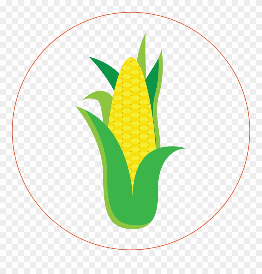 Corn - Maize Clipart