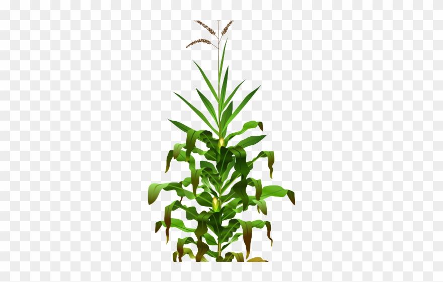 Cornfield Clipart - Drought Stress Responses - Png Download