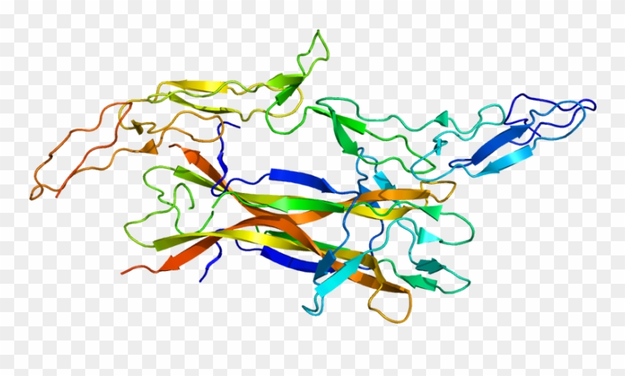 Protein Ngfr Pdb 1sg1 - Nerve Growth Factor Structure Clipart