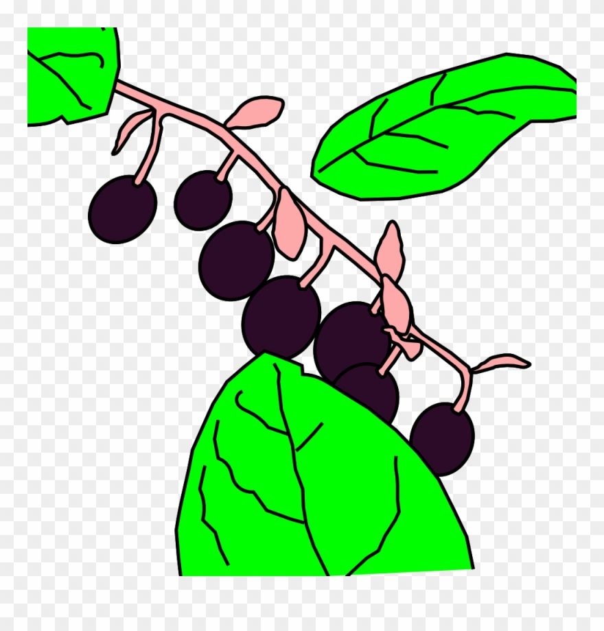 1000 - Berry Clipart