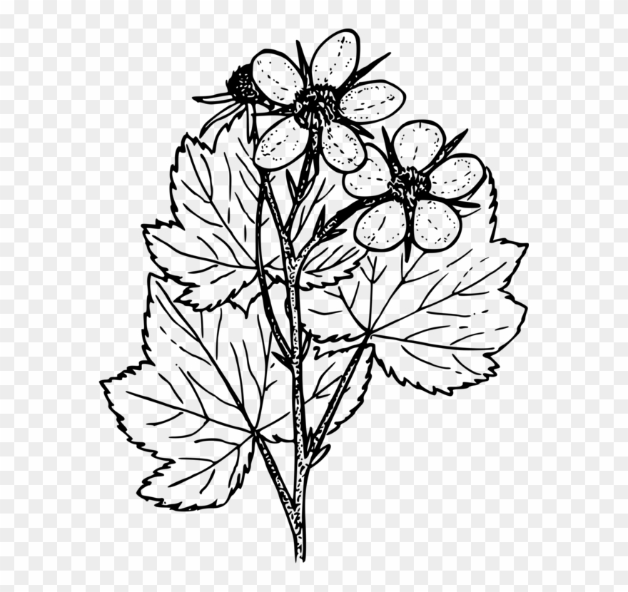 Jpg Black And White Thimbleberry Computer Icons Plants - Thimbleberry Png Clipart