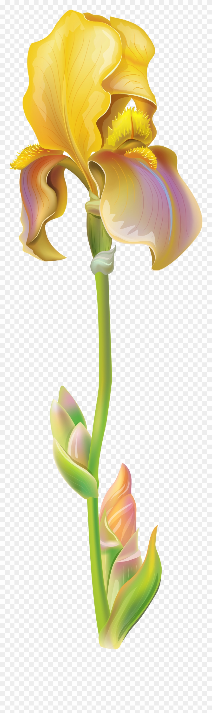 Purple Iris Flower Png Clipart Image - White Iris Flower Png Transparent Png