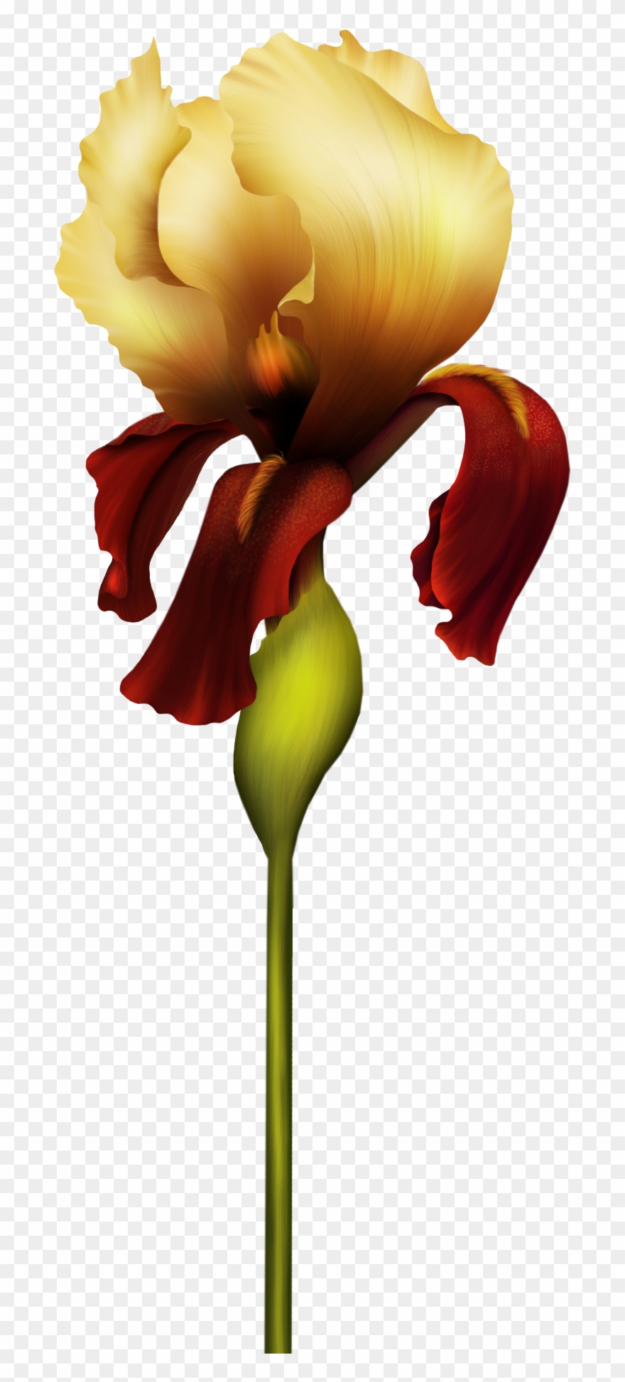 Iris Flower Png - Beautiful Images Of Alphabet Clipart